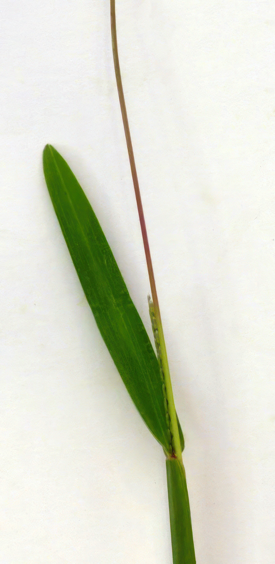 Zoom in on carpetgrass stem, sheath and immature seed.